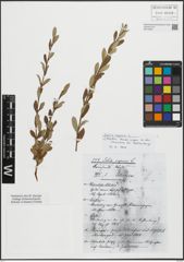 Foto von Salix repens L.
